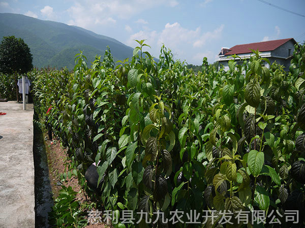 華仲5號(hào)