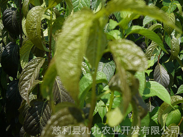 華仲5號(hào)