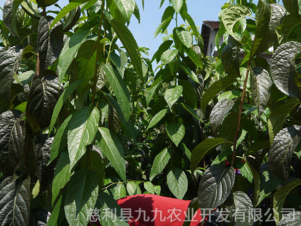 華仲5號(hào)