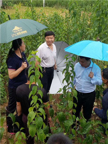慈利縣九九農(nóng)業(yè)開發(fā)有限公司,張家界粘木苗銷售,杜仲種植,苗木銷售