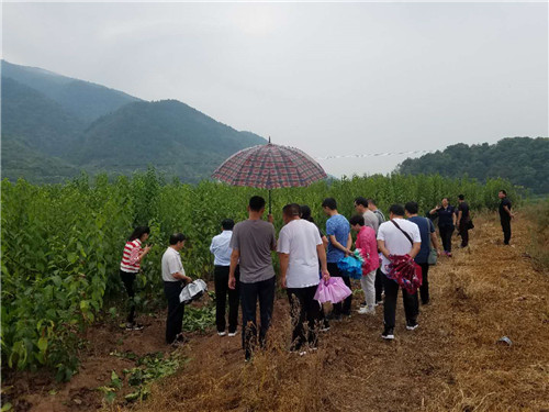 慈利縣九九農(nóng)業(yè)開(kāi)發(fā)有限公司,張家界粘木苗銷售,杜仲種植,苗木銷售