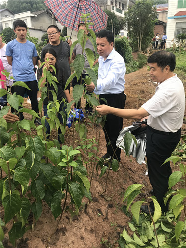 慈利縣九九農(nóng)業(yè)開(kāi)發(fā)有限公司,張家界粘木苗銷售,杜仲種植,苗木銷售 慈利縣九九農(nóng)業(yè)開(kāi)發(fā)有限公司,張家界粘木苗銷售,杜仲種植,苗木銷售